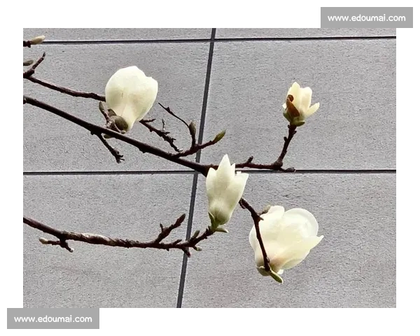 激情绽放巅峰对决年度体育大奖赛荣耀盛典全球瞩目精彩纷呈 - 副本 - 副本 激情绽放巅峰对决年度体育大奖赛荣耀盛典全球瞩目精彩纷呈 - 副本 - 副本